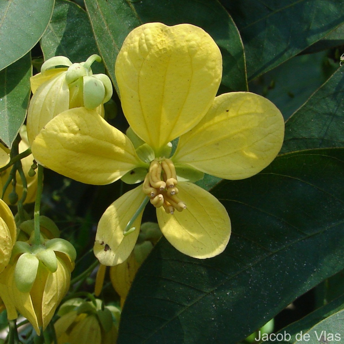 Senna bacillaris (L.f.) H.S.Irwin & Barneby